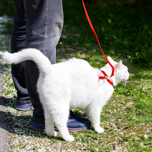 Leashes That Make Every Walk a Paw-leasure