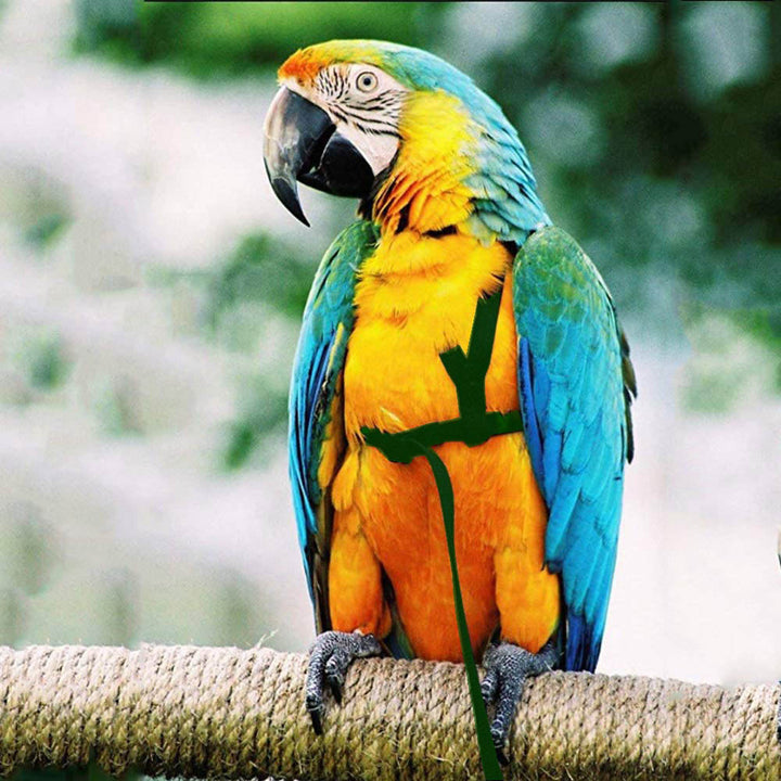 Parrot Flying With Flying Rope