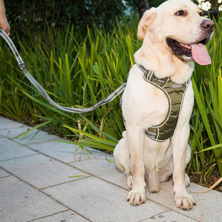 Fluorescent Pet Explosion-proof Punch Elastic