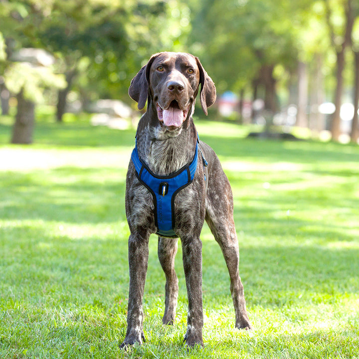 Reflective Breathable Dog Rope Vest Type Dog