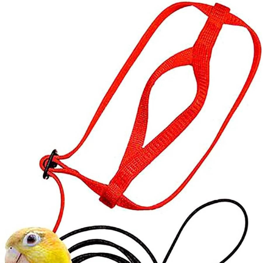 Parrot Flying With Flying Rope