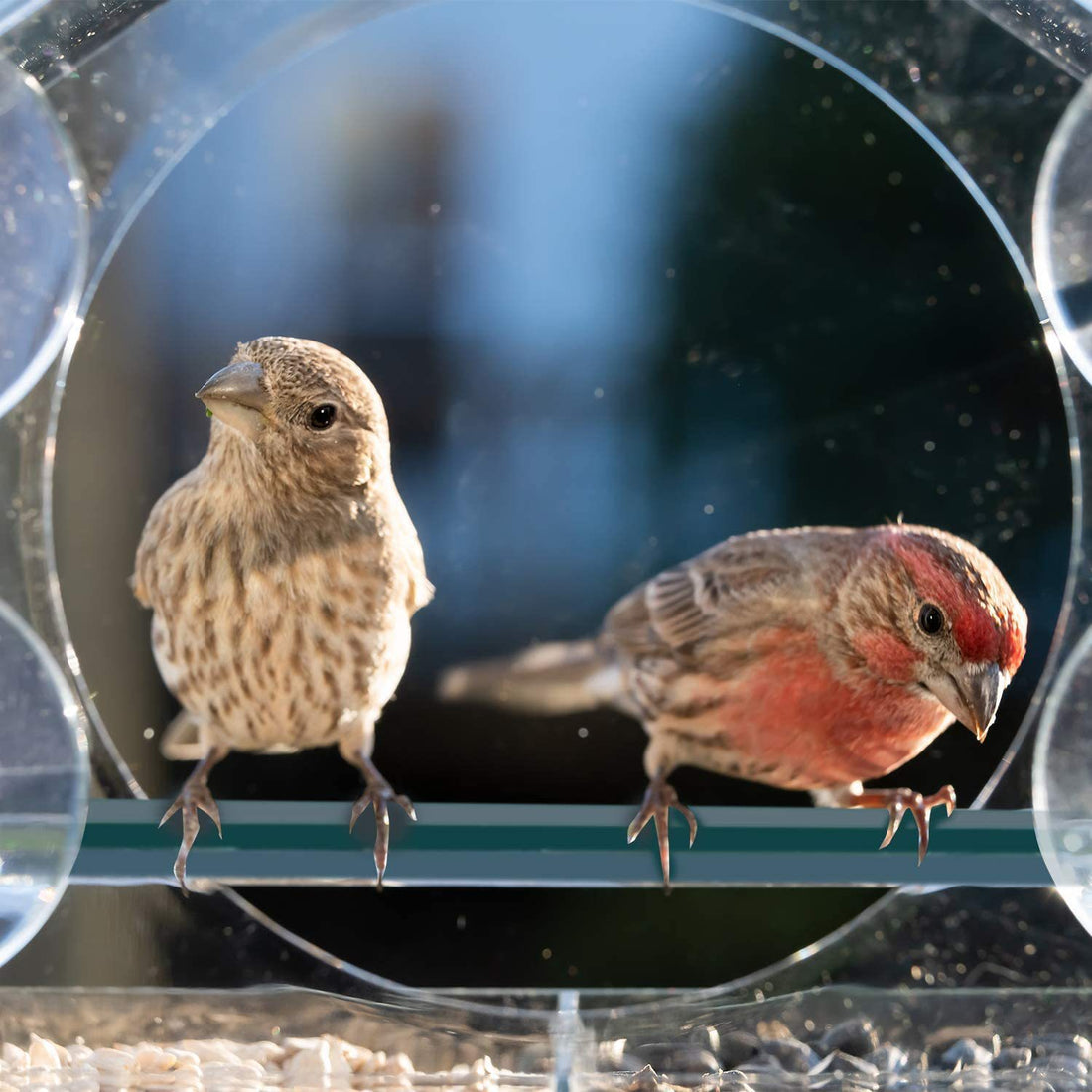 Acrylic Organic Glass Bird Feeder