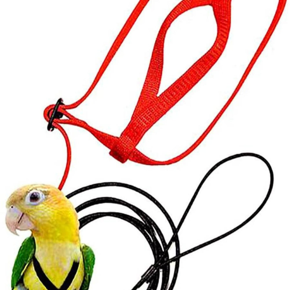 Parrot Flying With Flying Rope