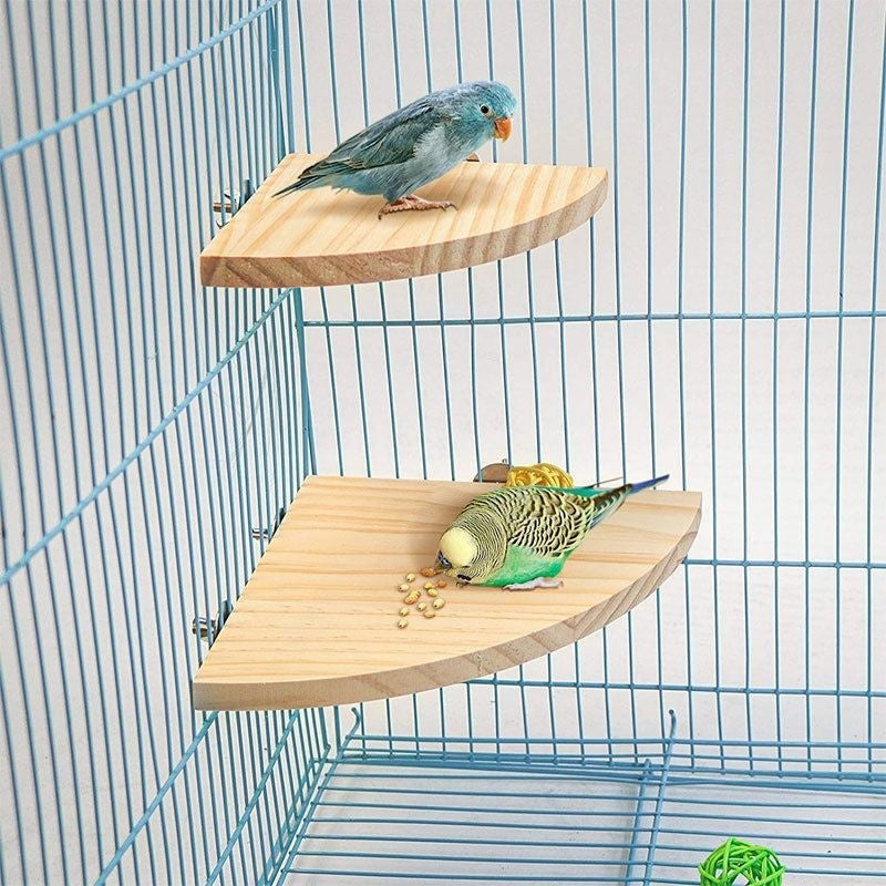 Climbing And Playing Bird Cage