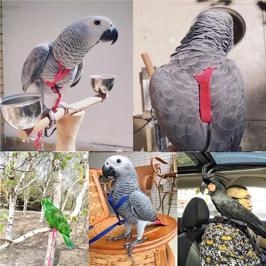 Parrot Flying With Flying Rope