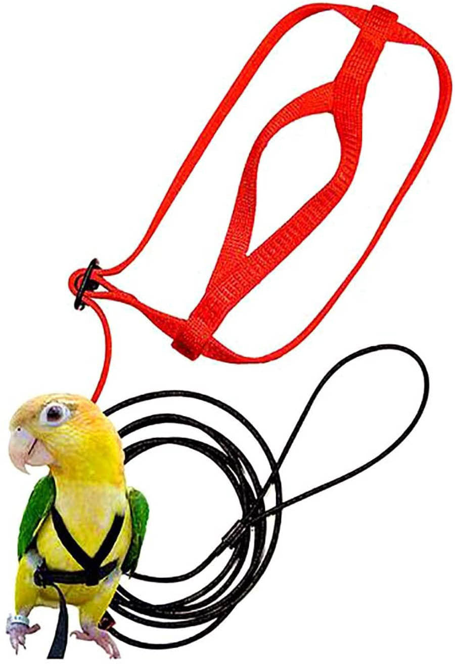 Parrot Flying With Flying Rope