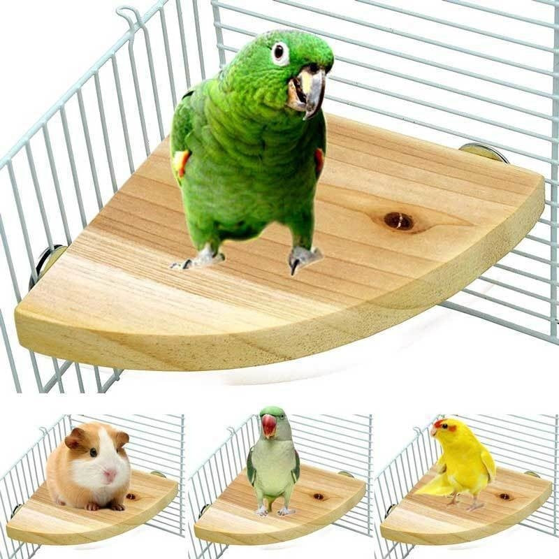 Climbing And Playing Bird Cage