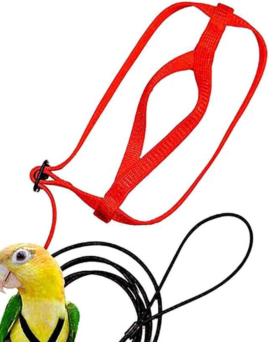 Parrot Flying With Flying Rope