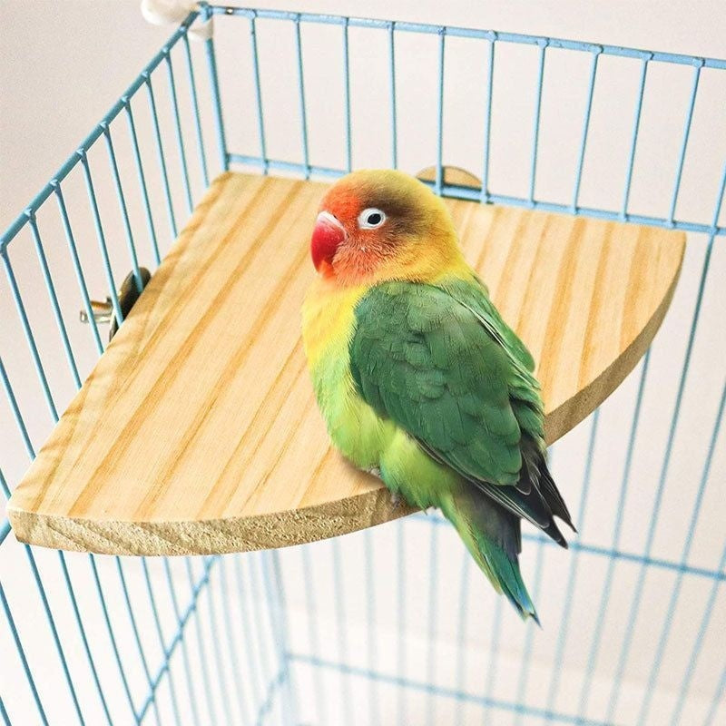 Climbing And Playing Bird Cage